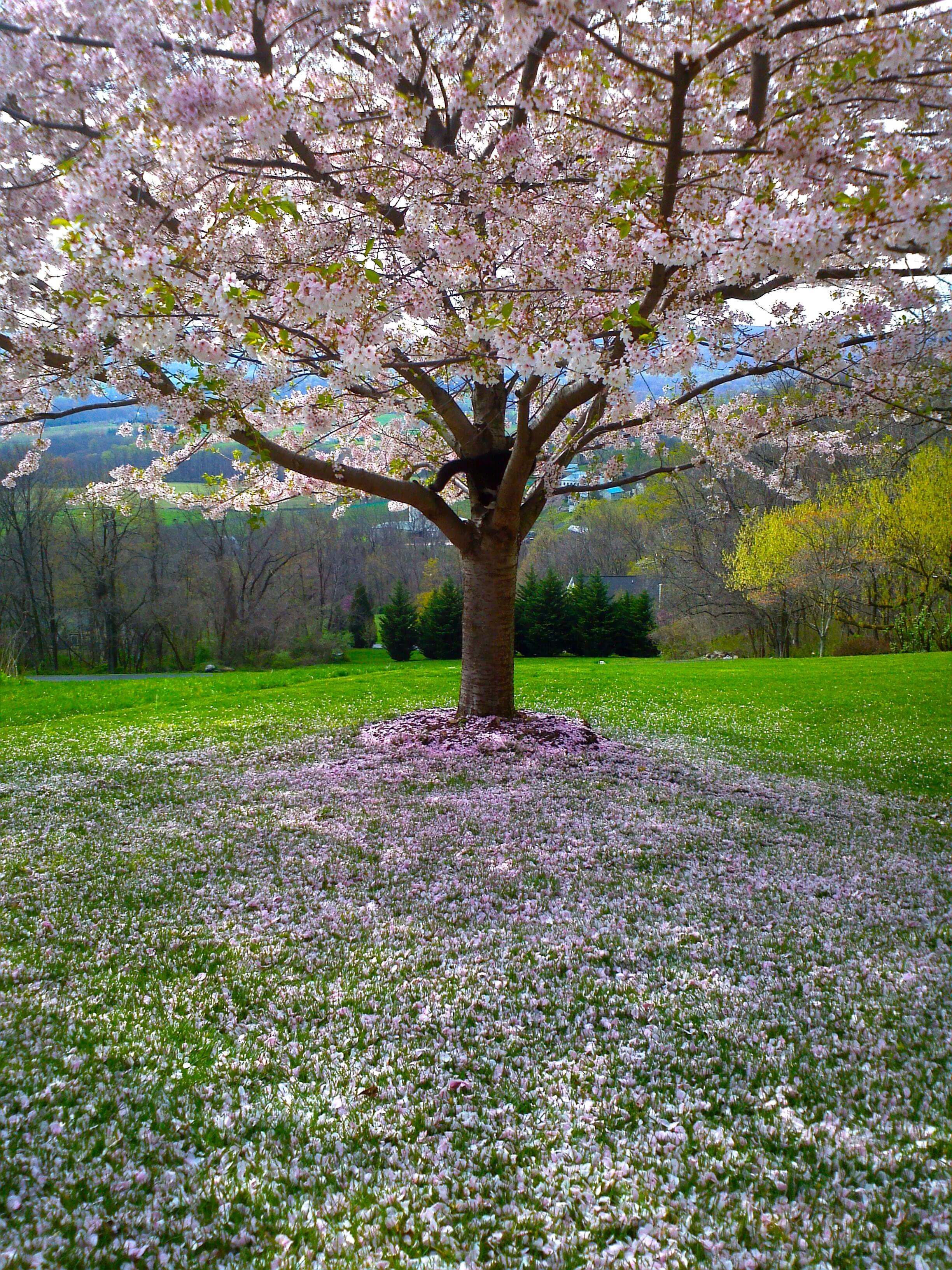 arbres feuilles roses