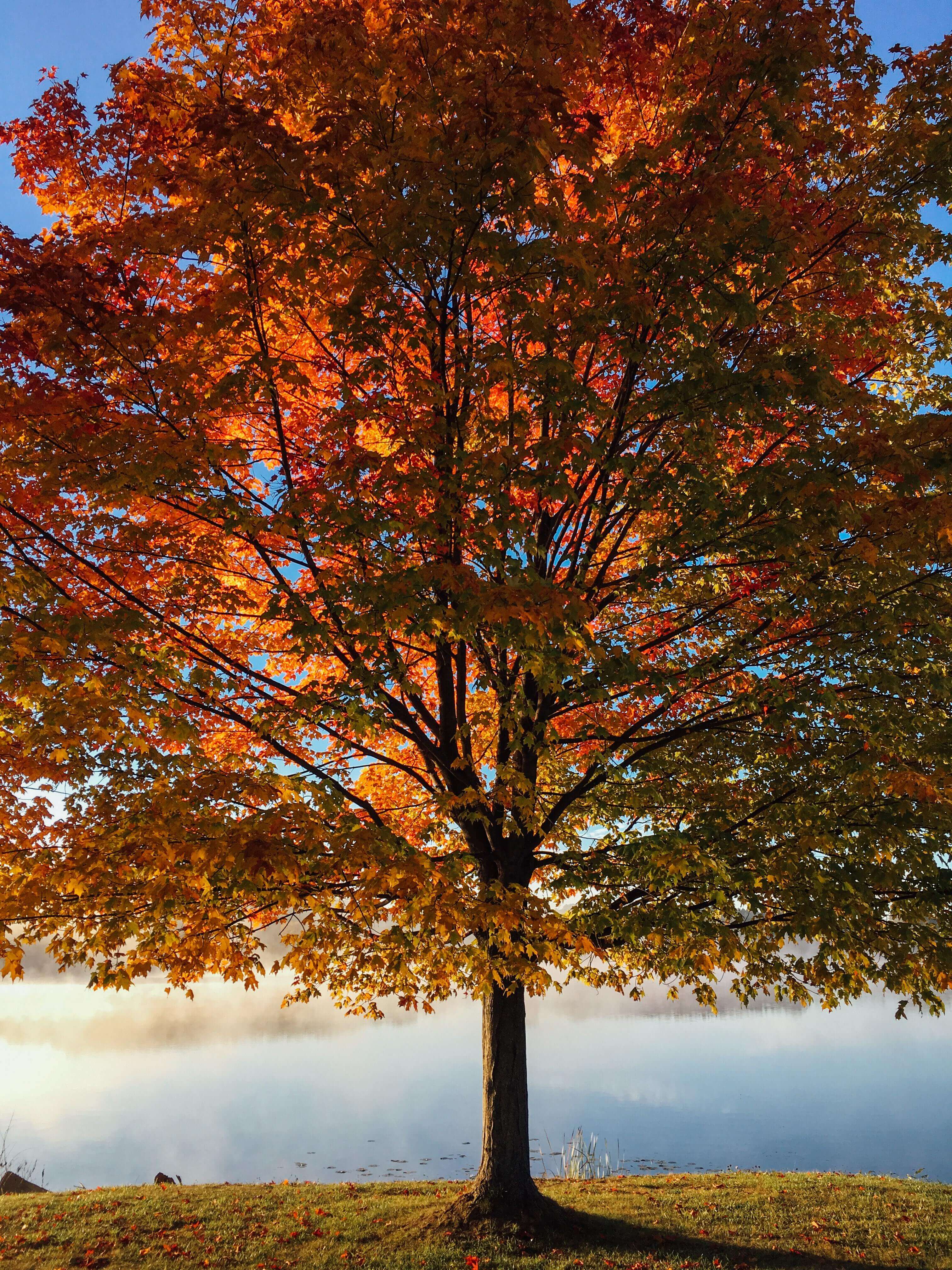 arbres feuilles oranges