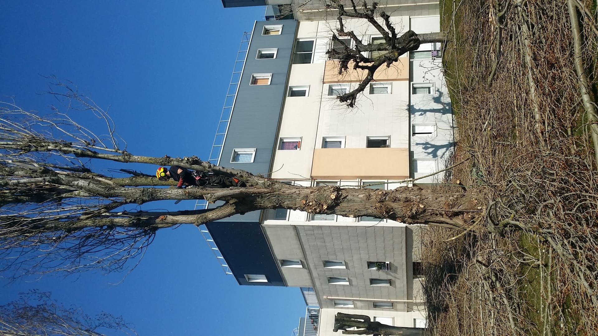 homme sur un arbre 2